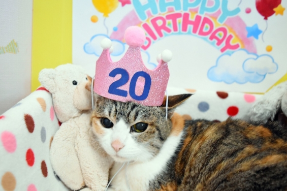 Cat pictures｜20歳になったニャ♪