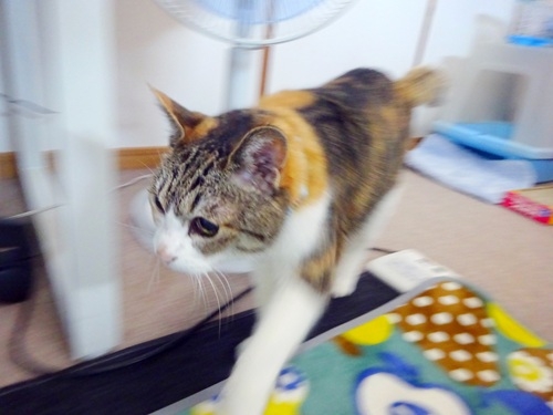 Cat pictures｜たまには動くニョよ！！