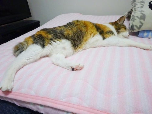 Cat pictures｜疲れたニャ。