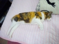 足長いよね♡
