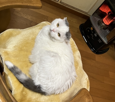 Cat pictures｜お久しぶりだニャ