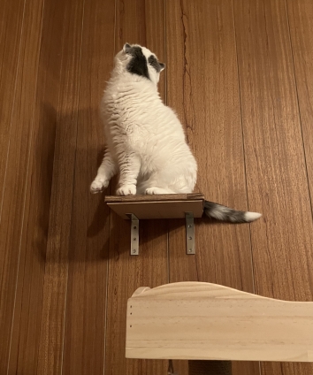 Cat pictures｜新しいキャットタワー作って貰ったニャ