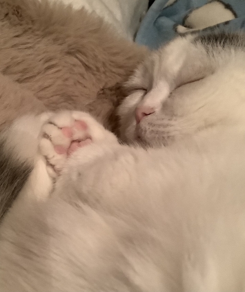 Cat pictures｜良く寝て元気だニャ