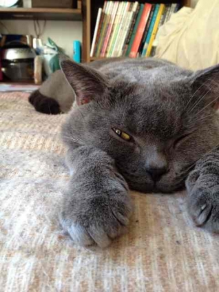 Cat pictures｜ウインクにゃんこ❤