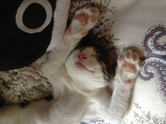 Cat pictures｜フォゲ〜
