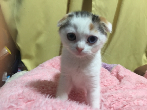 Cat pictures｜カメラ目線