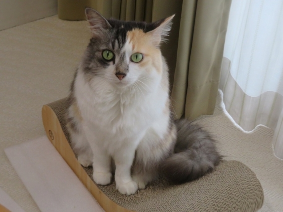 Cat pictures｜幸－138