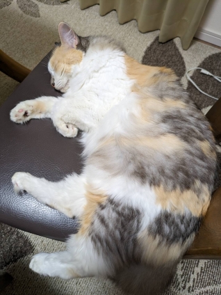 Cat pictures｜幸－142