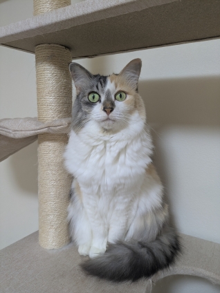 Cat pictures｜幸－143