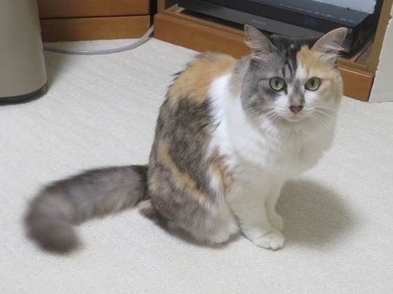 Cat pictures｜幸－144