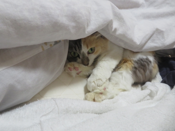 Cat pictures｜幸－145