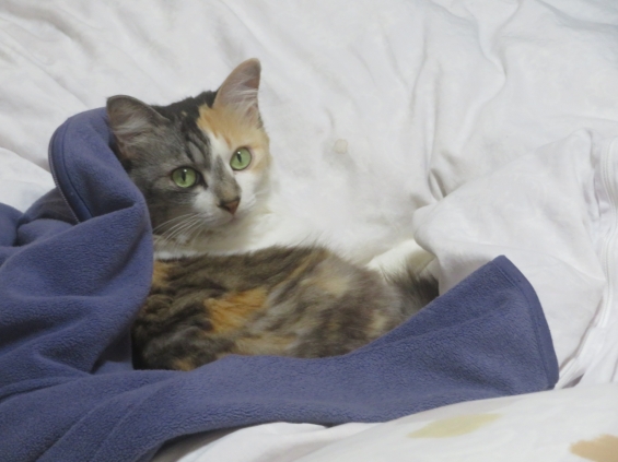 Cat pictures｜幸－146