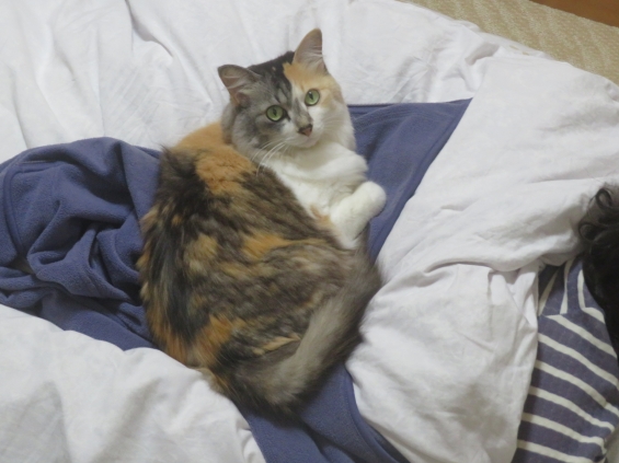 Cat pictures｜幸－147