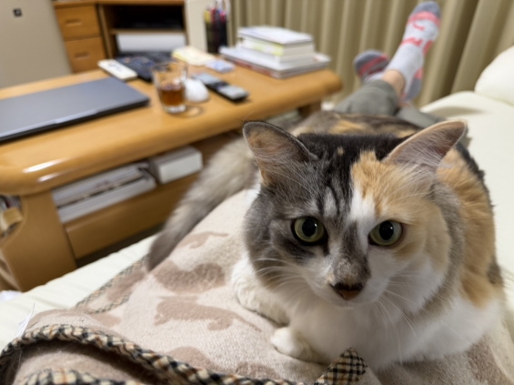 Cat pictures｜幸－148