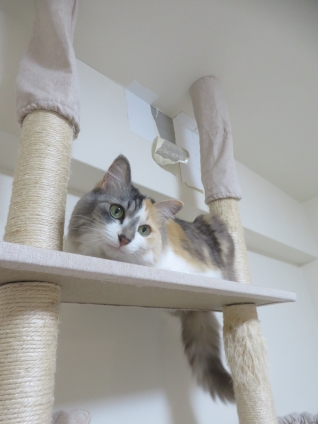 Cat pictures｜幸－151