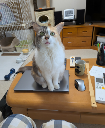 Cat pictures｜幸－155