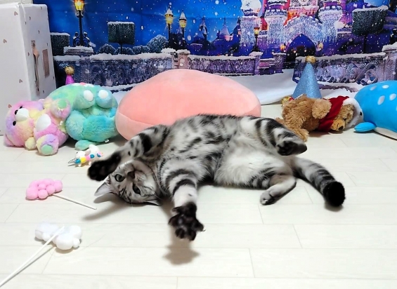 Cat pictures｜ティコのクリスマス2