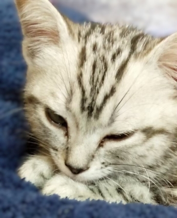 Cat pictures｜お手々そろえて