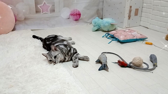 Cat pictures｜遊び疲れて寝転がる